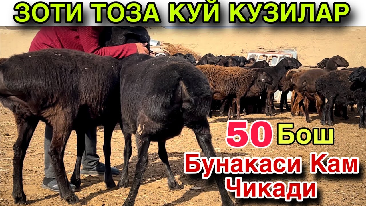 1 Сорт Хисори Куйлар! ☎️+998 97 200 0476
