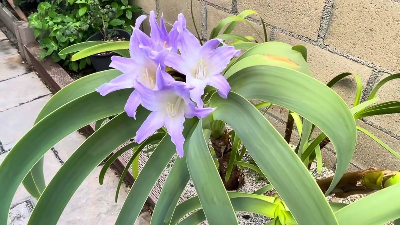 Worsleya procera aka Empress of Brazil 