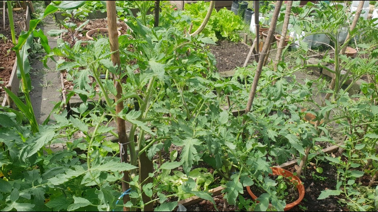 Tips menanam dan penjagaan pokok tomato dalam polibag