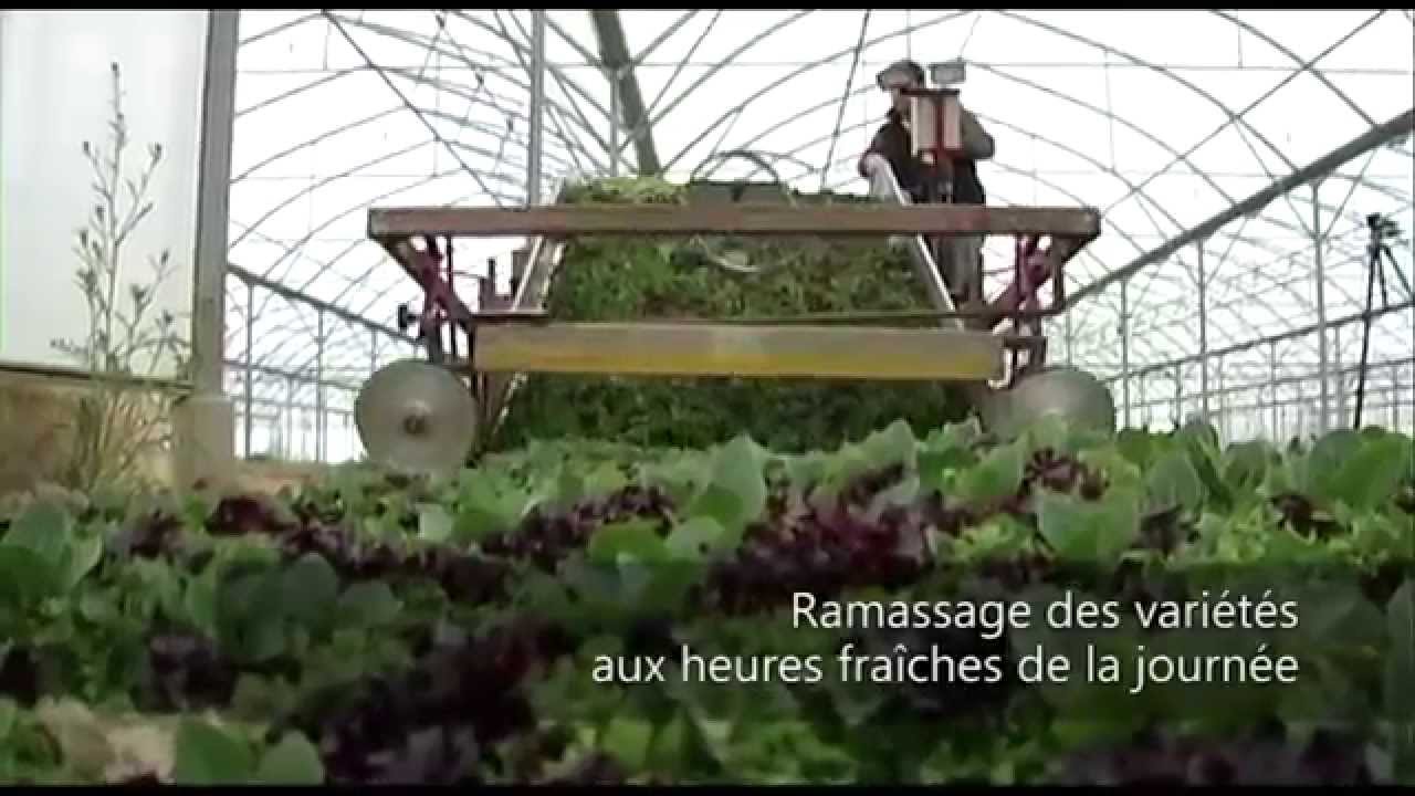 JEUNES POUSSES de GARONNE