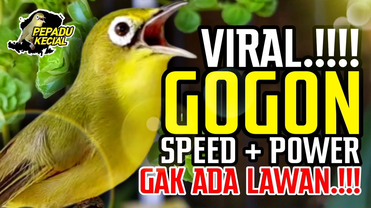 Kecial Kuning Viral GOGON‼️Speed + Power GAK ADA LAWAN‼️| PEPADU KECIAL
