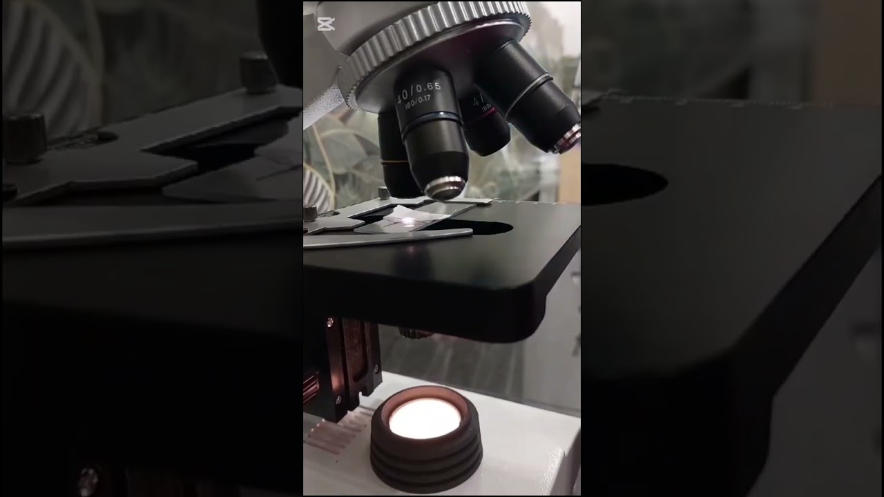 Cotton Bud Under the Microscope: Exploring the Fine Fibers