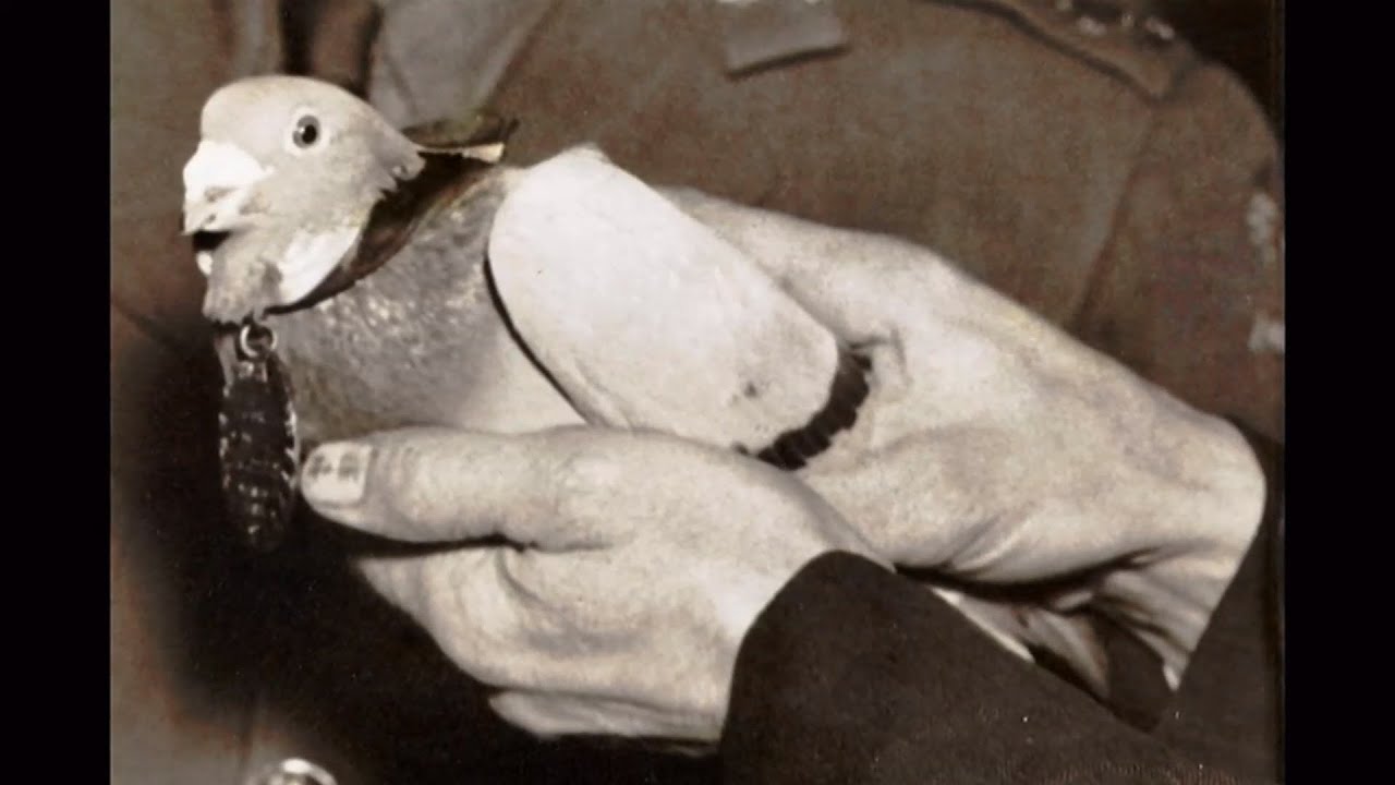 Medal awarded to WW2 racing pigeon set for auction in Carlisle (WWII) (UK/Global) 31/Jan/2025