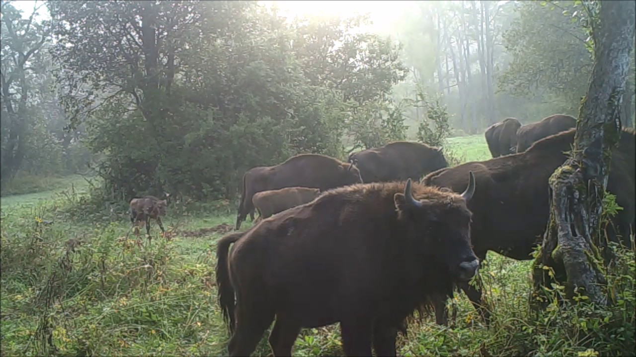 2016-09 Bisonte Europeo en libertad en Polonia