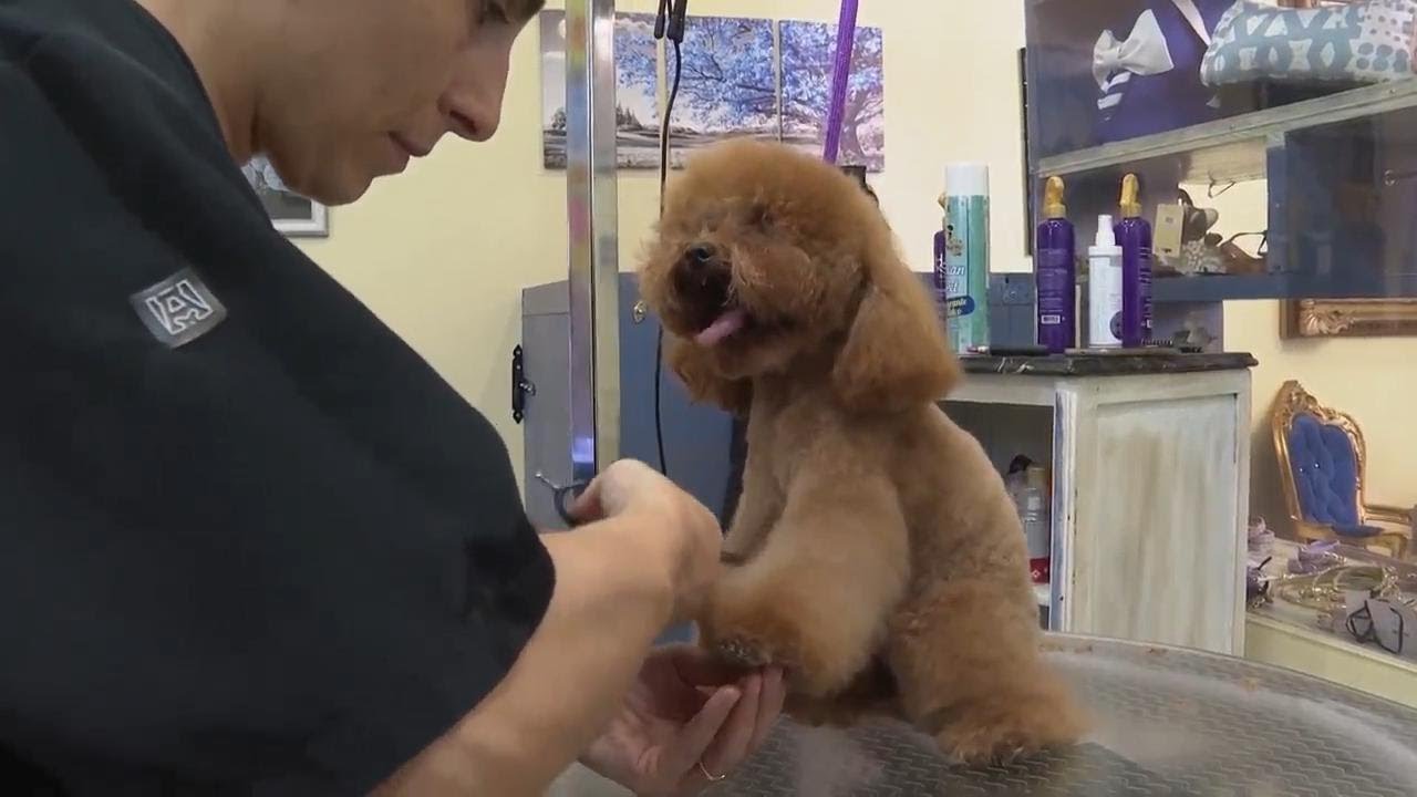 Dolce and Gabbana launches luxury dog perfume, but not all vets think pet fragrances are safe
