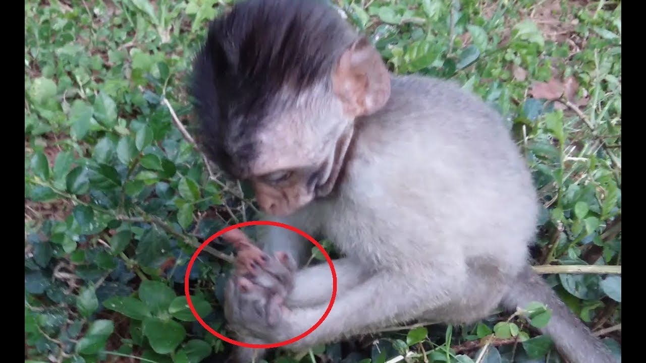 What Wrong With You Baby Monkey? Baby Monkey Show strange Action