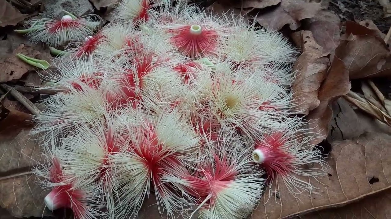 #สวัสดีตอนเช้าๆชมบรรยากาศบ้านๆๆค่ะ