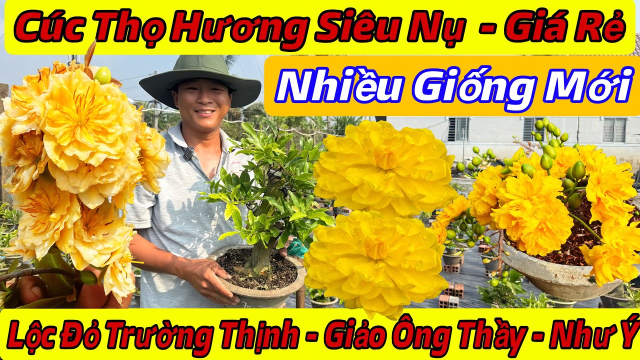 8/3☎️0911531741☎️🌲Mai Vàng Giá Rẻ🌲Cúc Thọ Hương Siêu Nụ-Lộc đỏ Trường Thịnh-Giảo Ông Thầy-Giảo Như Ý