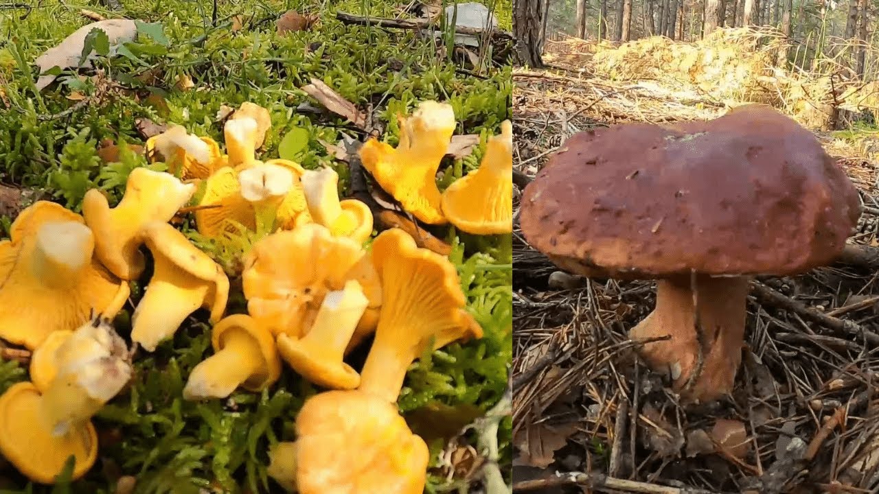 Boletus Pinicola y Rebozuelos 2025