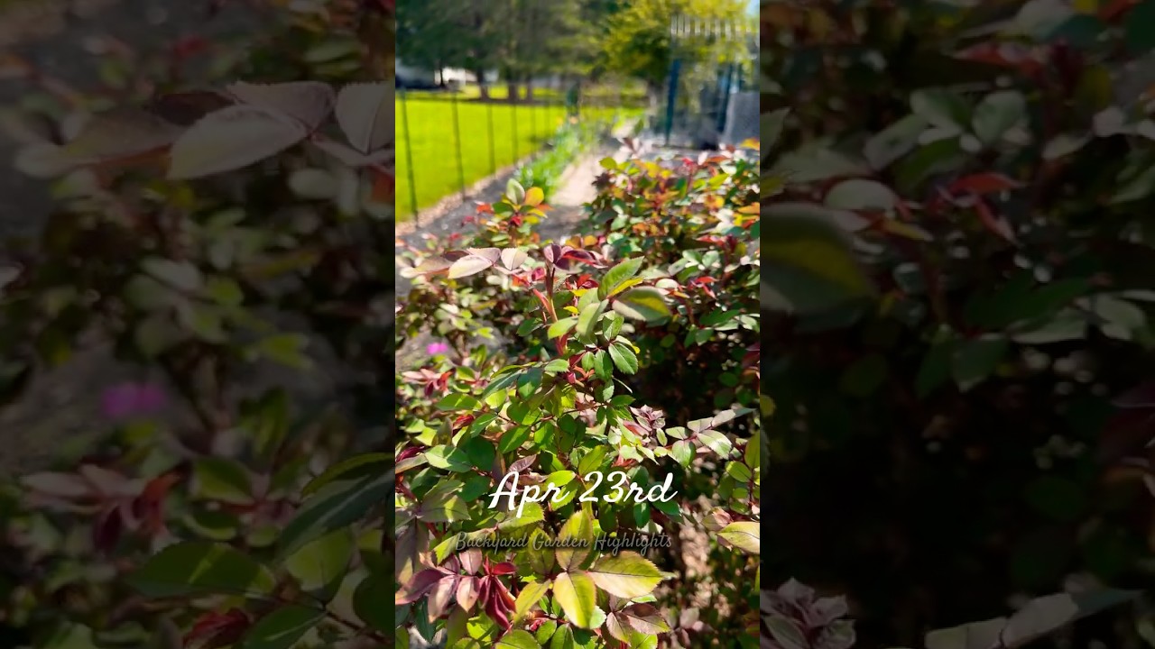 Double knock out rose | Pruning to Spring Transition!
