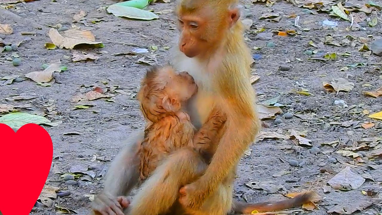 First time young abandoned Tinky request breastfeeding from young mom, Tinky request milk coz hungry