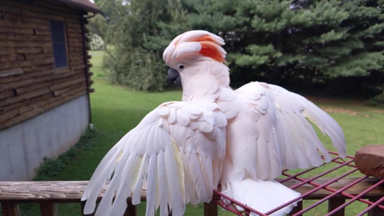 Take it one feather at a time...and fly      #parrot #cockatoo #inspirational