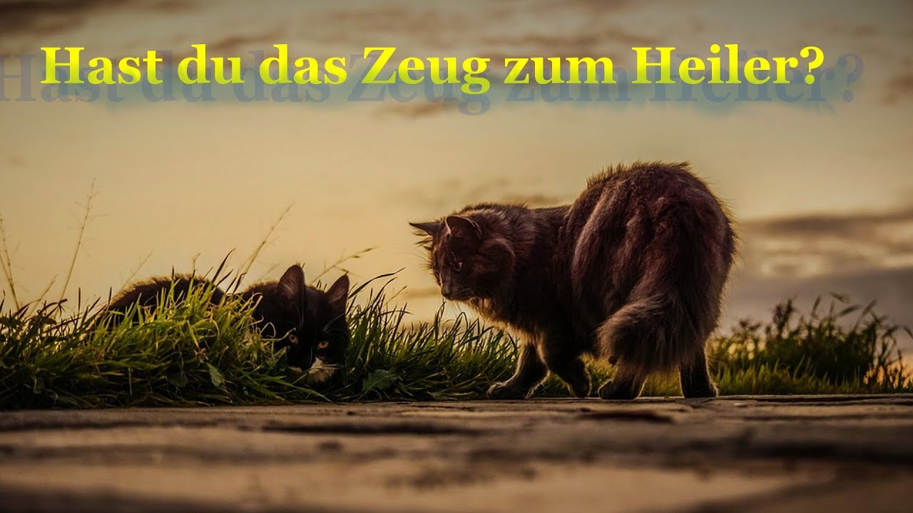 Warrior Cats Hast du das Zeug zum Heiler?