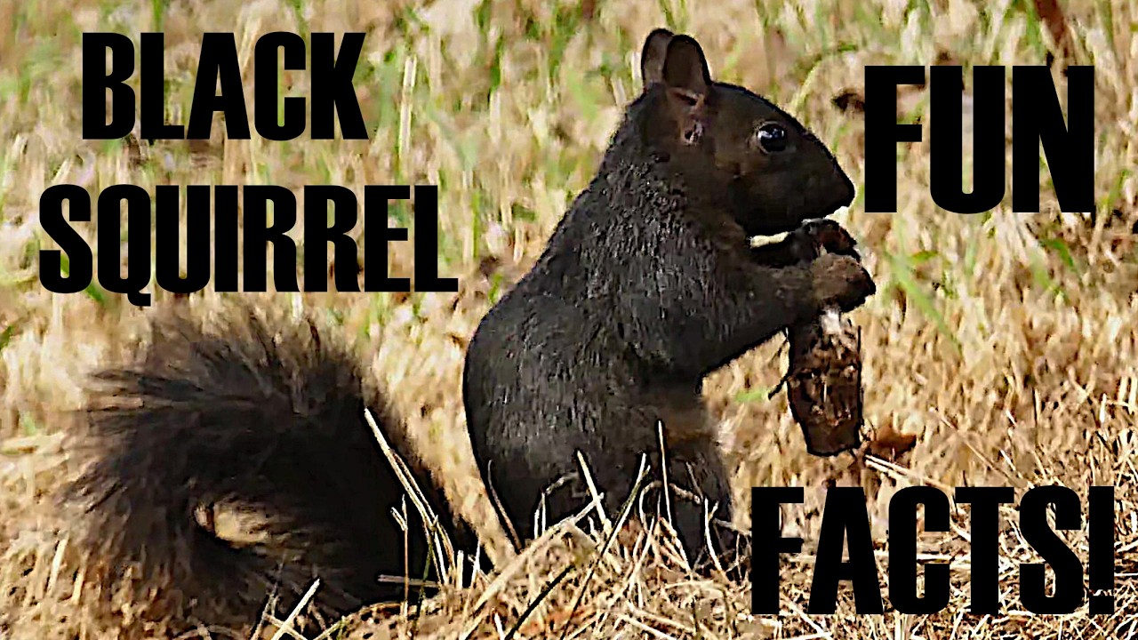 Black Squirrels! A Few Fun Facts, Footage and Photos; Squirrels; Sciurus carolinensis #blacksquirrel