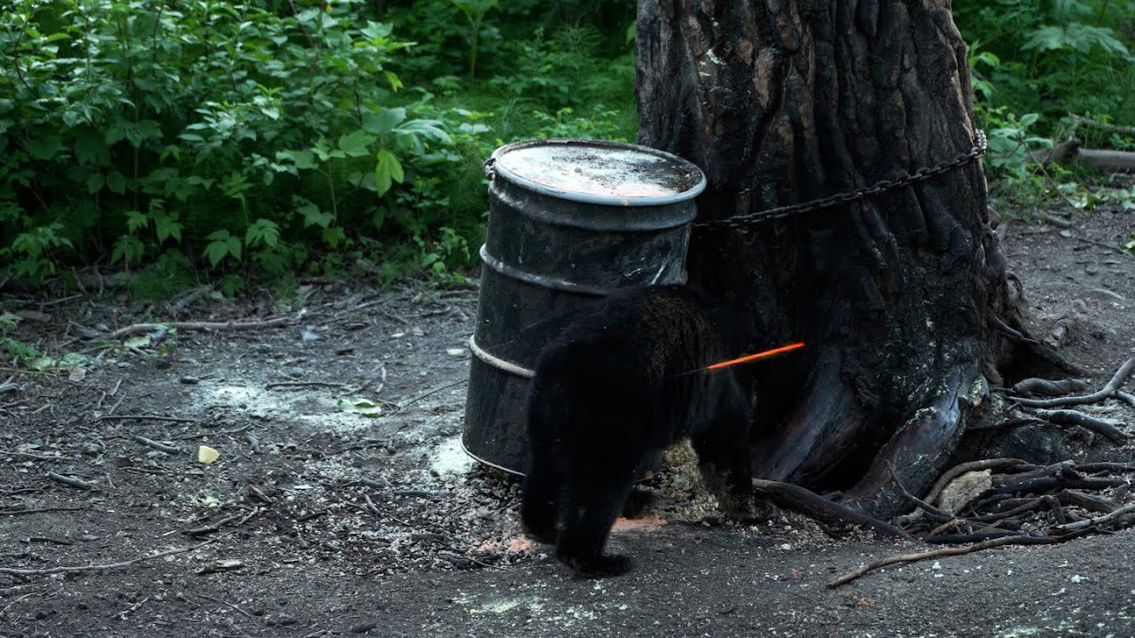 ALASKA RIVER BLACK BEAR ARCHERY HUNT