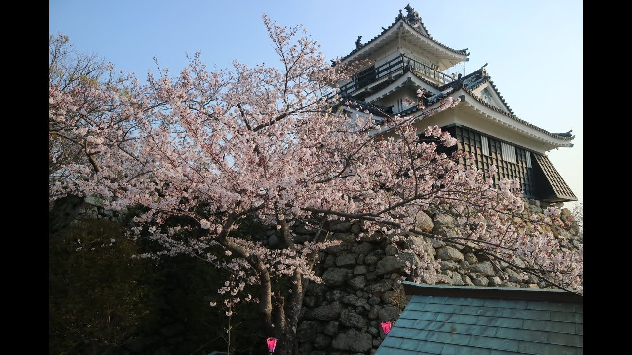 Cherry Blossom In 浜松城 (Hamamatsu Castle)