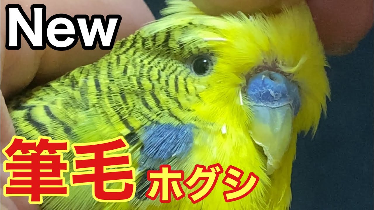 【インコ】New筆毛ホグシ