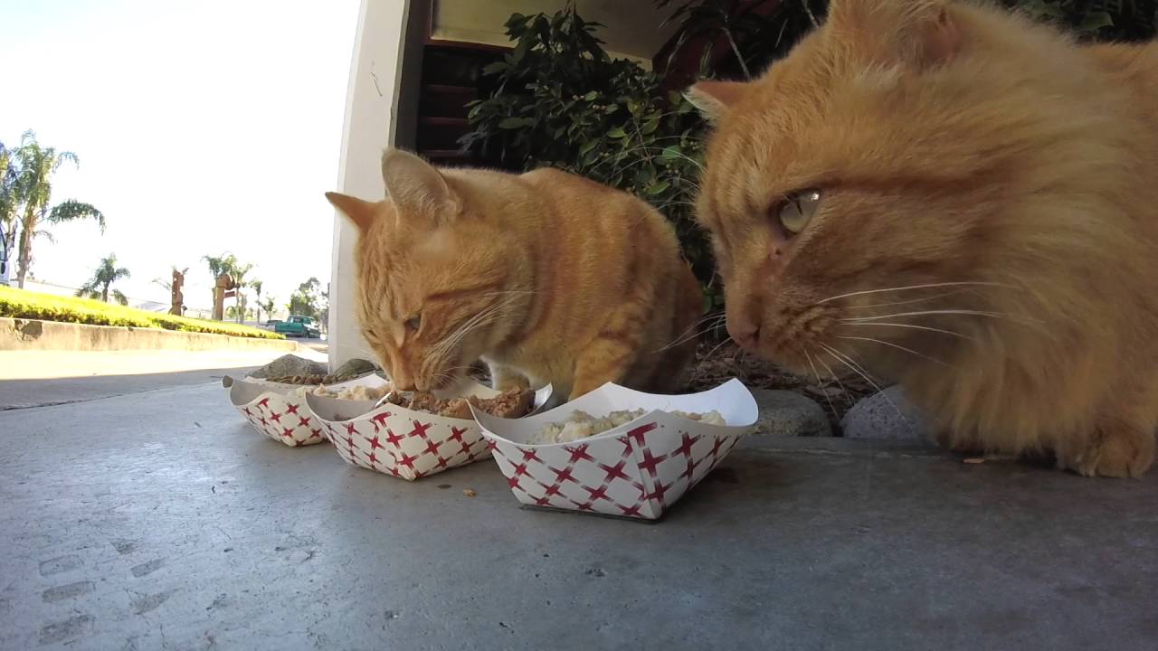 TNR with Jackson Galaxy and Cole & Marmalade!