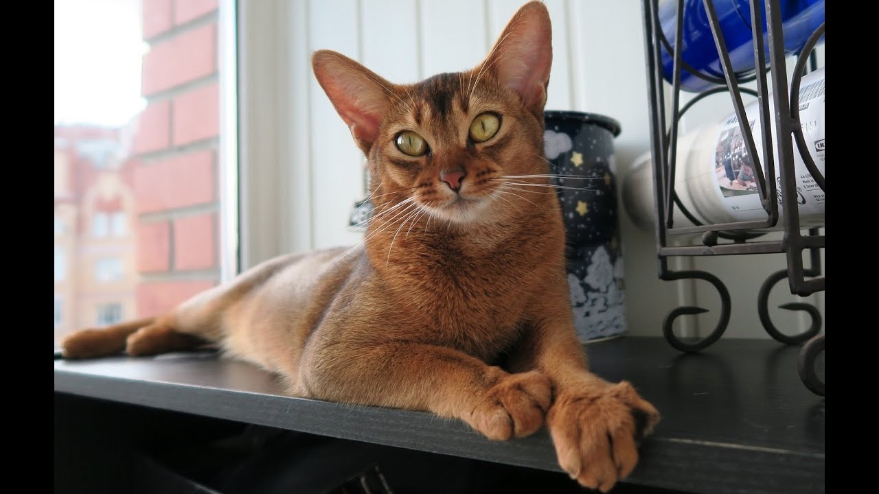 Le monde fascinant des chats d'Abyssinie ! - A la découverte de la planète en FULL HD
