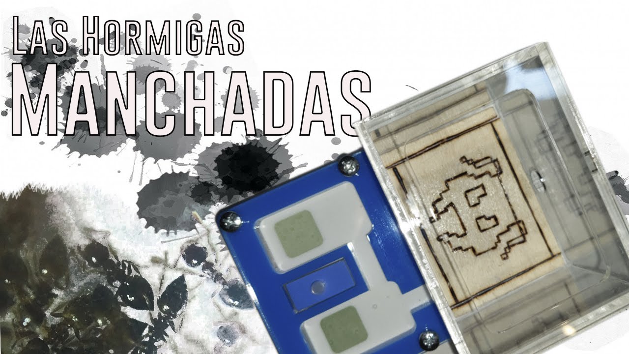 ANTenas || Crematogaster sordidula - Las hormigas manchadas