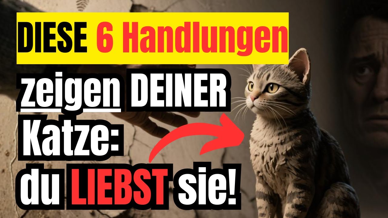Mach diese sechs Dinge täglich – so weiß deine Katze, dass du sie liebst!