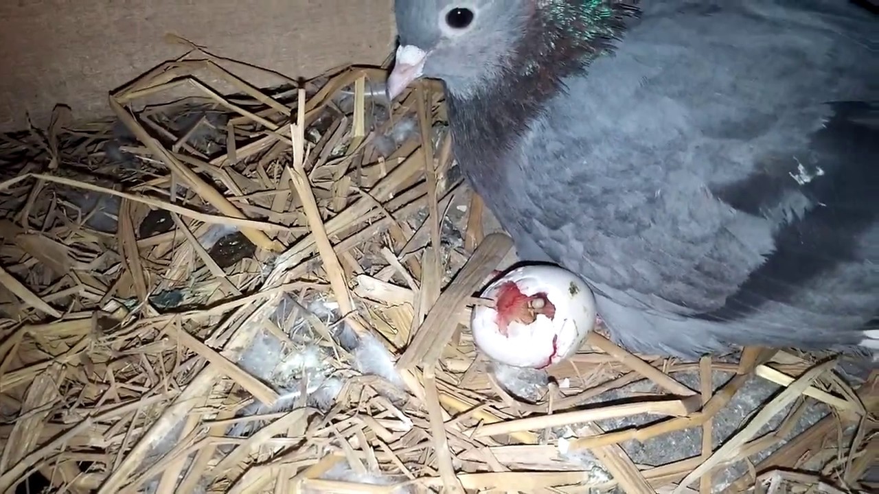 How To help pigeons hatching baby to come out from the egg by Raja