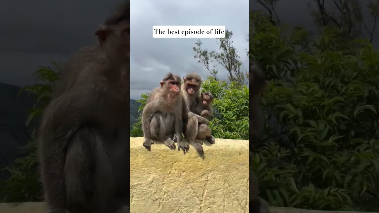 😍🫶#motherlove#monkeylibby#monkeylove#love#coorg#chikmagalur#trending#explore#viralvideo#ytshorts#fyp