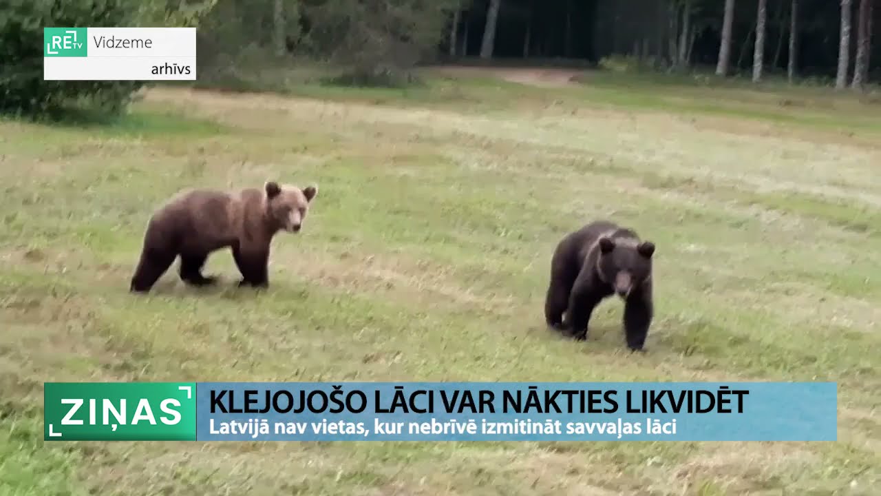 ReTV: Lāčus izmitināt piedāvāts Līgatnes dabas takām un Rīgas zoodārzam