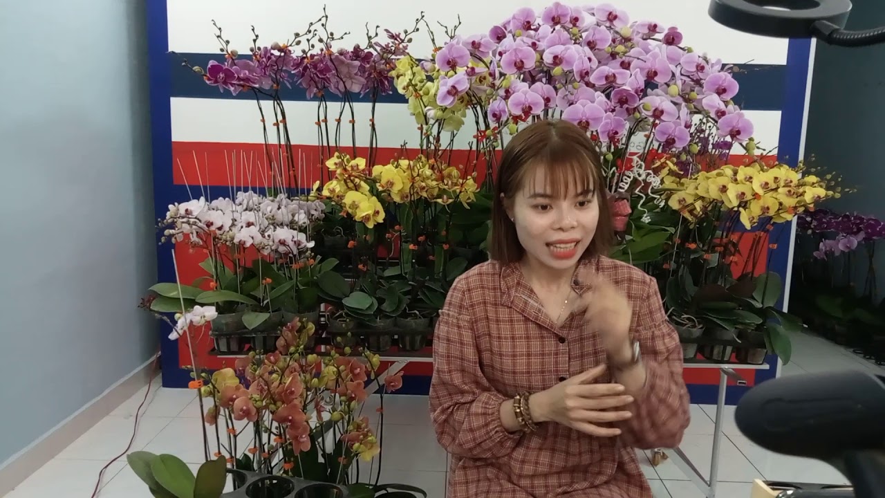 0898453868-0989880722-livestrem Facebook 22/1- chuyên mục Hoa Lan Hồ Điệp Tết 2021