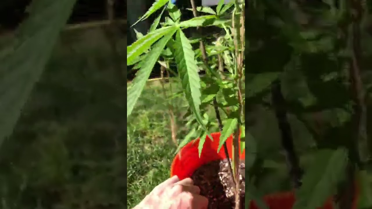 Low stress training on my gelato #33 #weed #outdoor