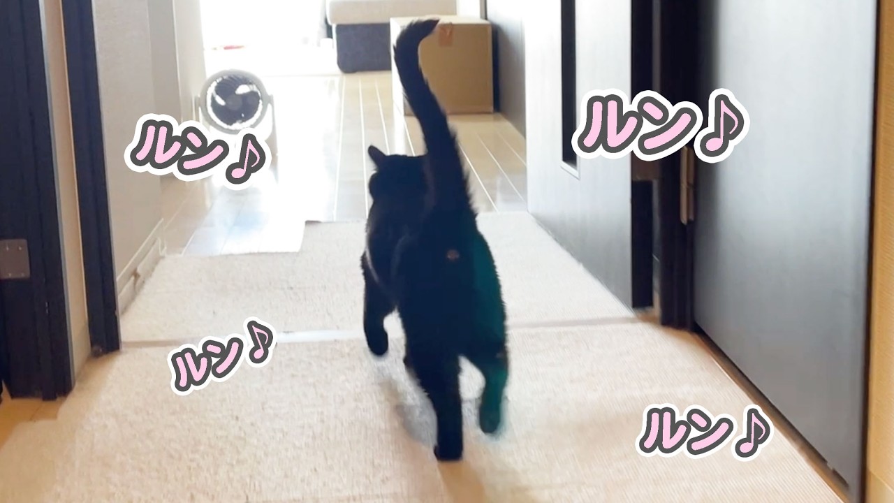 母との再会が嬉し過ぎて、自然とスキップしてしまう猫