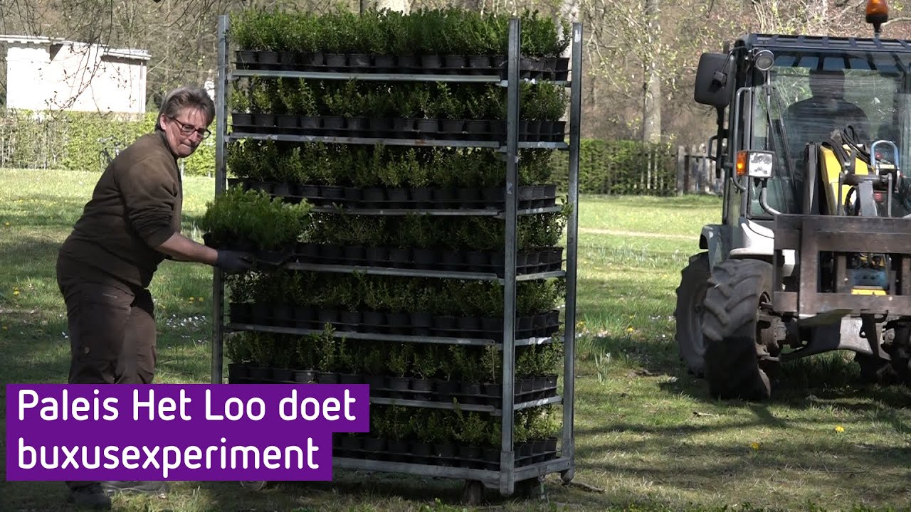 Paleis Het Loo plant 17.000 buxussen