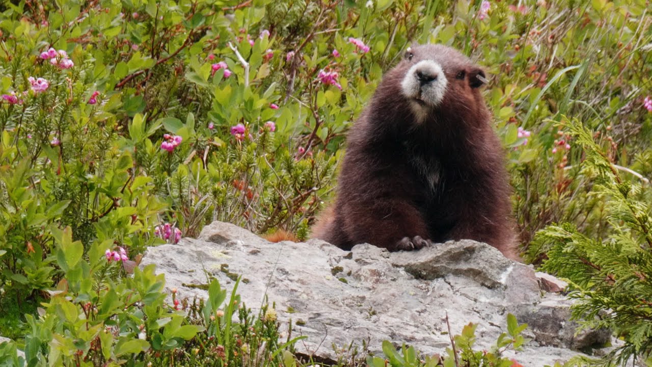 Mount Arrowsmith Marmots
