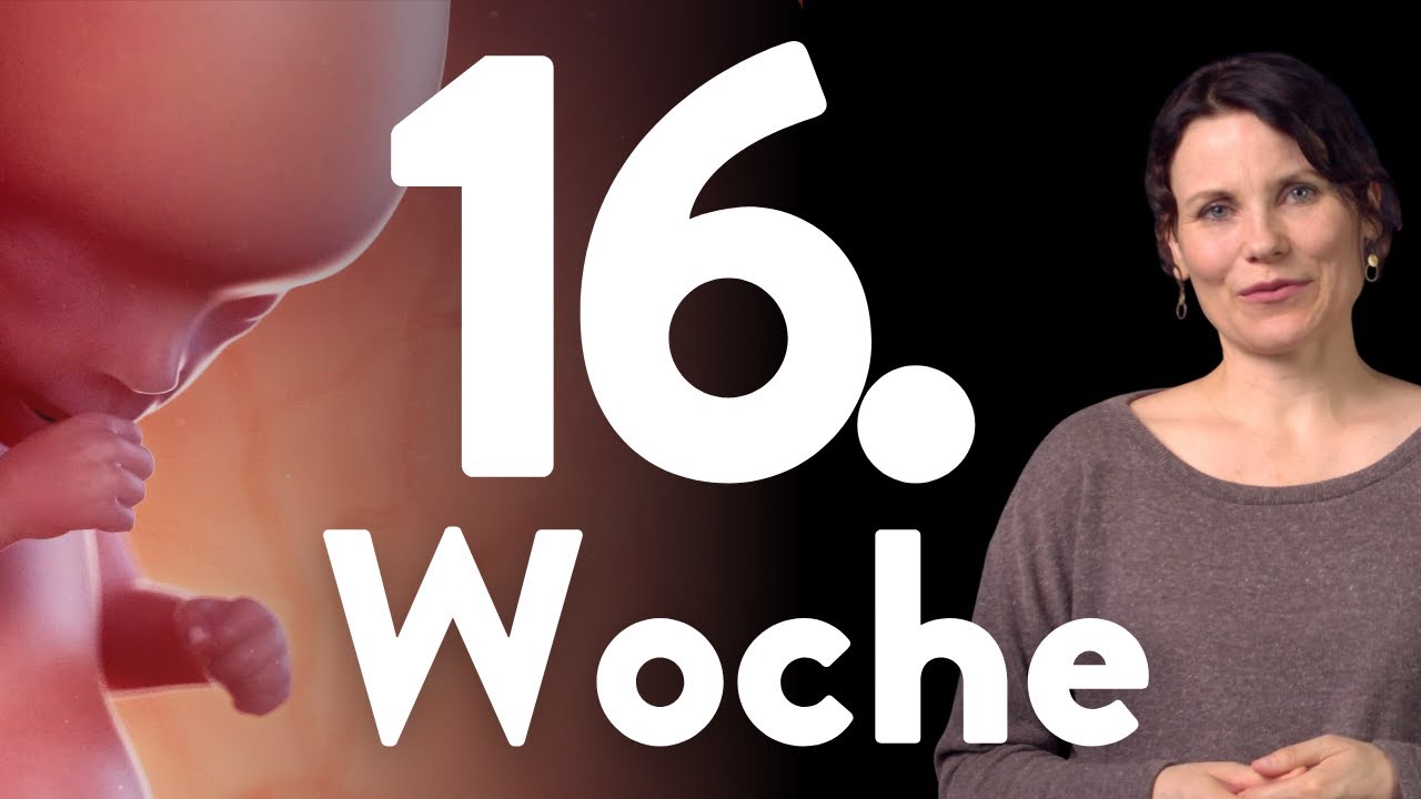 Alles zur 16. SSW | Dein Schwangerschaftsf&uuml;hrer  Woche 16