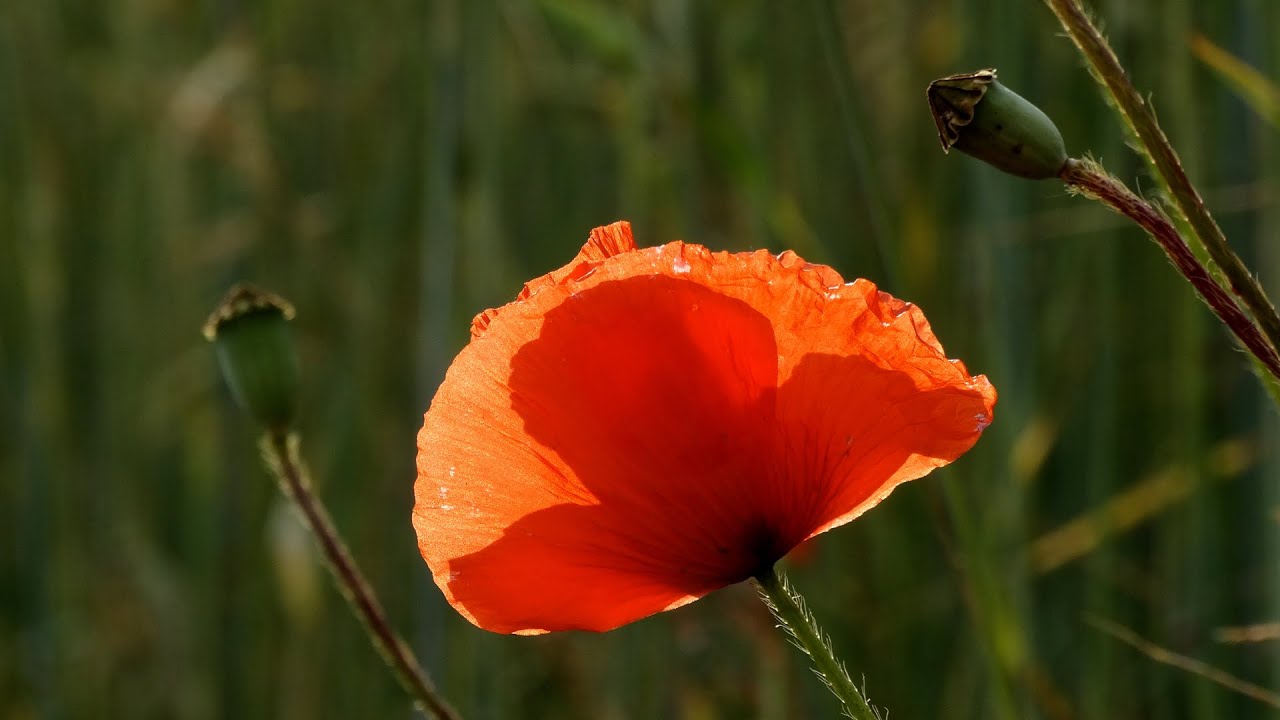Fernando Sor - Six Divertimentos op.1 - no.3