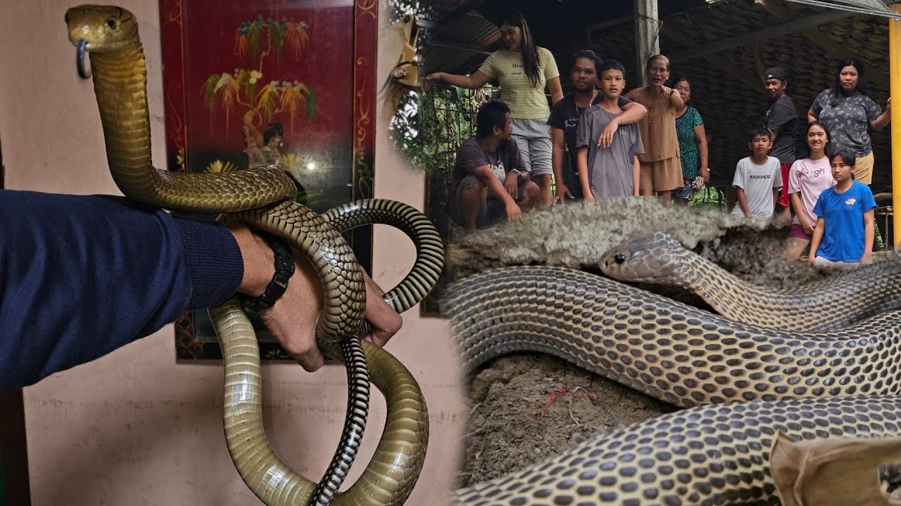 DALAWANG COBRA SA GILID NG TAHANAN