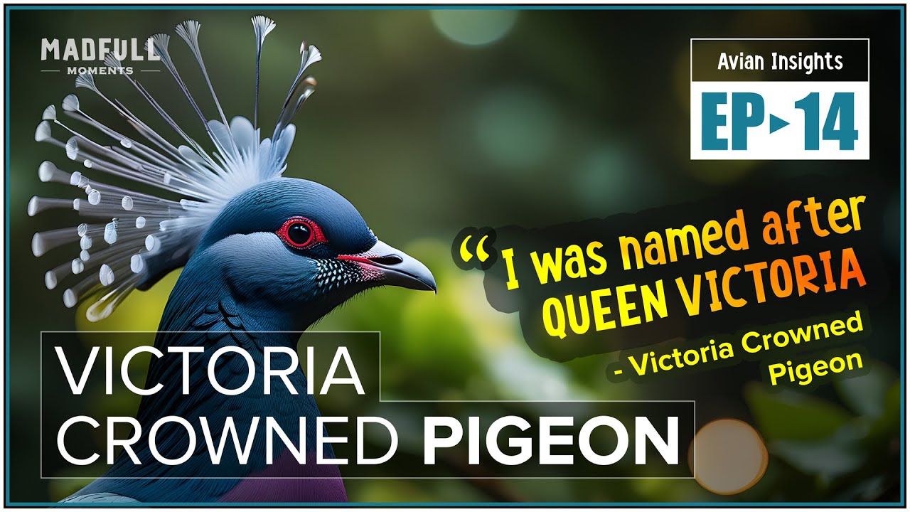 World's Largest Pigeon Species → Victoria Crowned Pigeon ● #facts @MadfullMoments ◌ EP►14