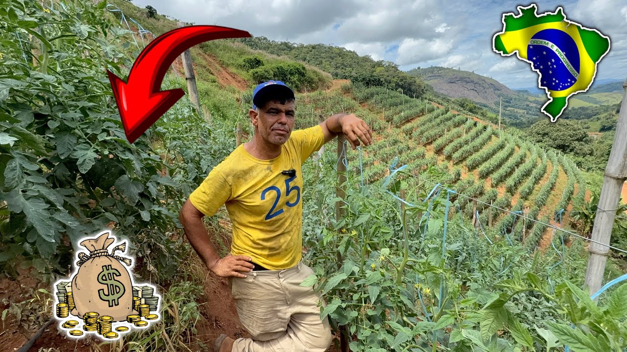 Produção De Tomate 🍅O Negócio LUCRATIVO Que Me Fez Comprar Um SITIO