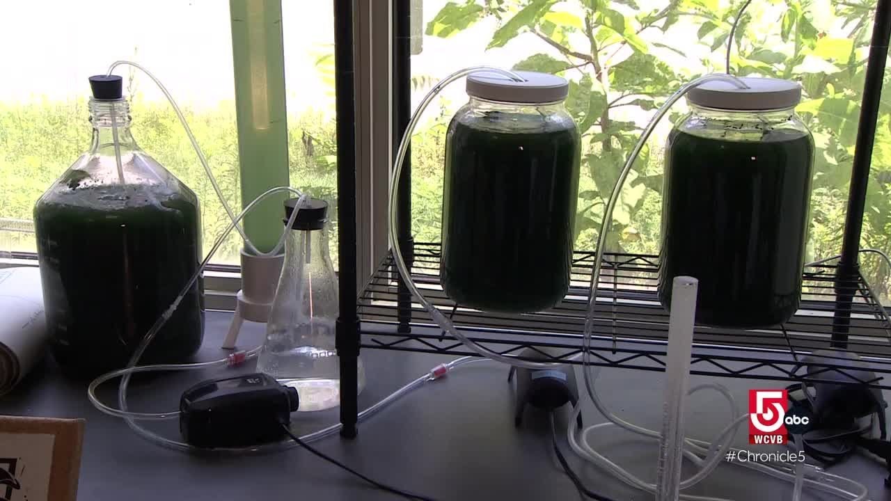Microalgae is packed with nutrients and flavor