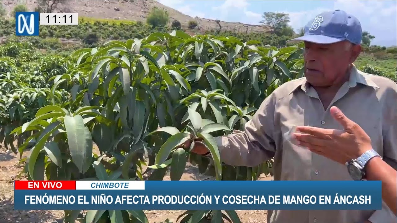 #SedirEnMedios | GOLPE DEL FENÓMENO EL NIÑO EN PRODUCCIÓN DE MANGO