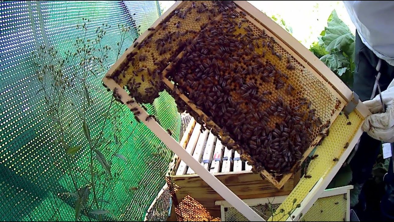 🐝🐝🐝 petite visite du 1er juillet et pose de hausse 🐝🐝🐝