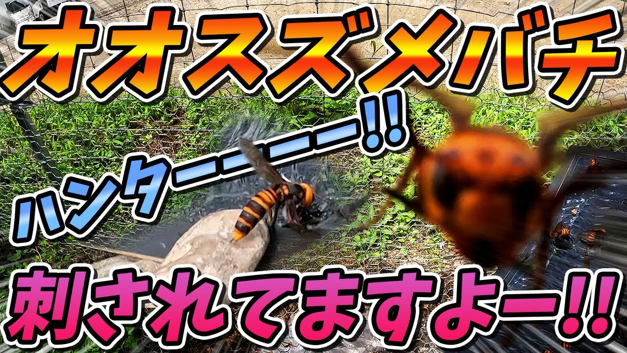 【オオスズメバチ】死闘！激闘！スズメバチハンター VS 昆虫界最強 オオスズメバチ‼️【終末殺蜂家】 #オオスズメバチ #害虫駆除 #蜂　※動物虐待ではありません