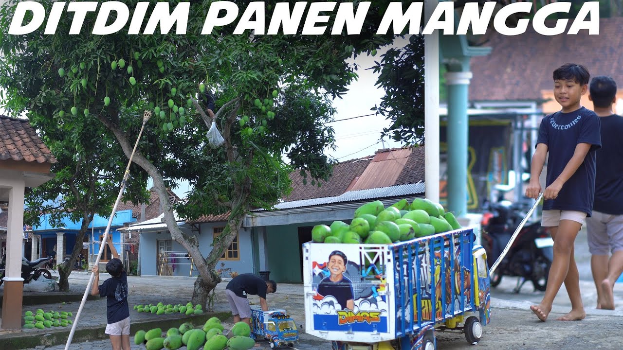 DITDIM MUATAN MANGGA!! BANTUIN AYAH PANEN MANGGA FULL DI TRUK MINI GATOTKACA..