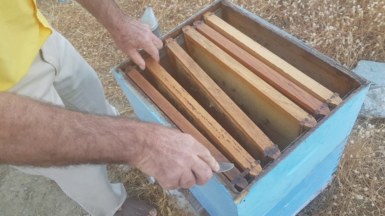 Τρυγος Θυμαρίσιου Μελιού στην Άνδρο Μέρος 1ο