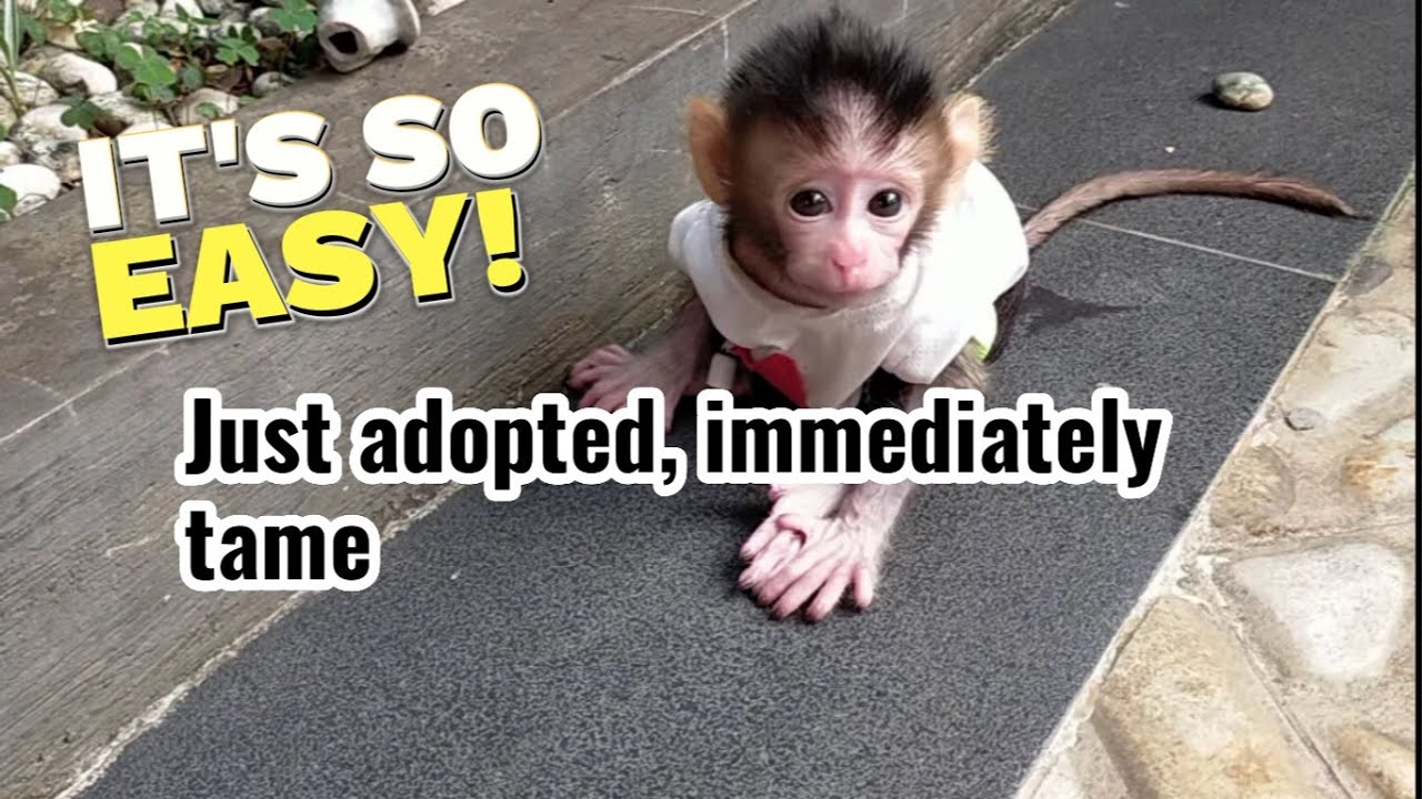 just adopted immediately tame .Animal Behavior Youtube Channel