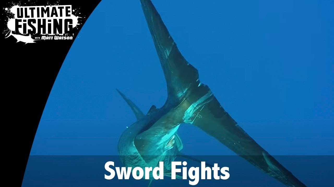 Sword Fights - Swordfish Surprise