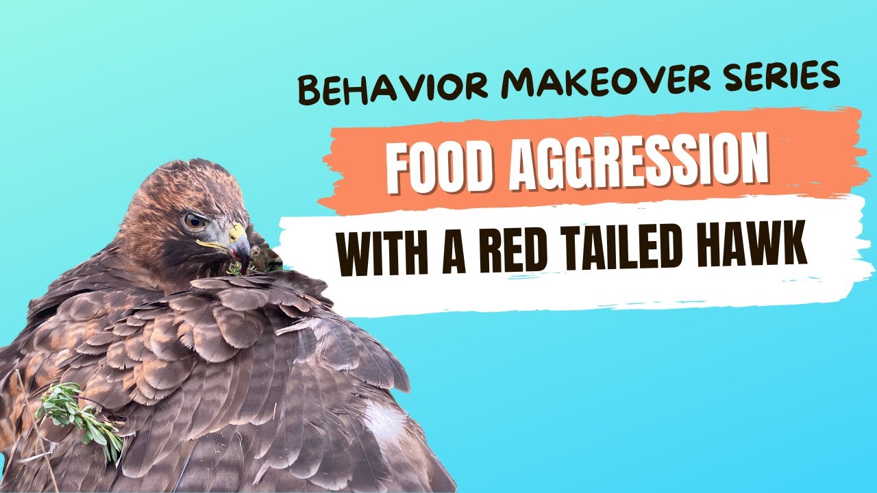 Behavior Makeover Food aggression with a red tailed hawk
