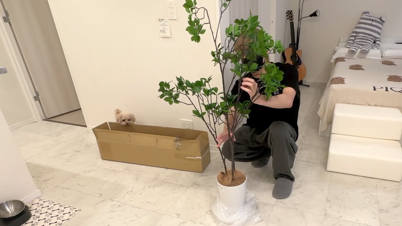 【新生活日記】母から観葉植物が送られてきました