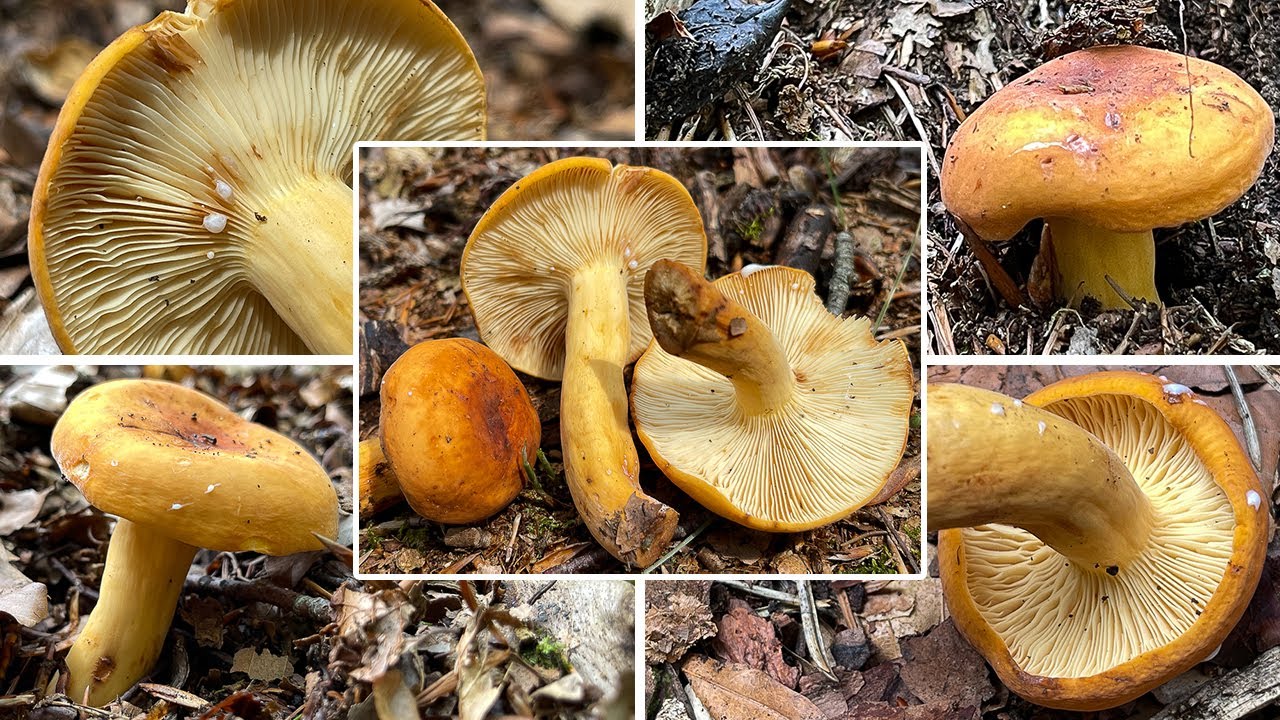 Milchbr&auml;tling Verwechslung | Birnenmilchling, Birnenr&ouml;stling, Brotmilchling | Lactifluus volemus