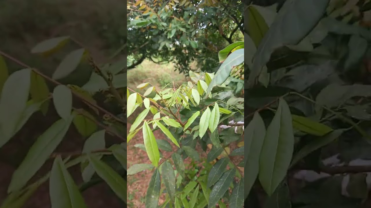 Nhãn  Hương chi  kim bôi hòa bình cũ 21 tháng 2, 2026